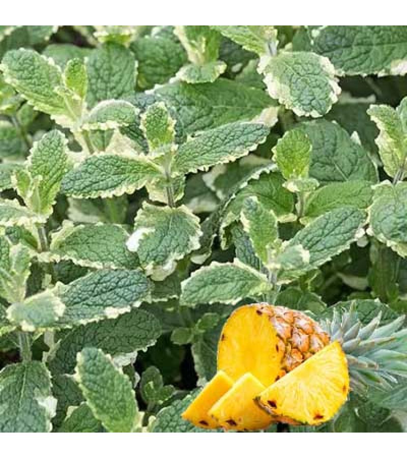 МЯТА АНАНАСНАЯ «Variegata»