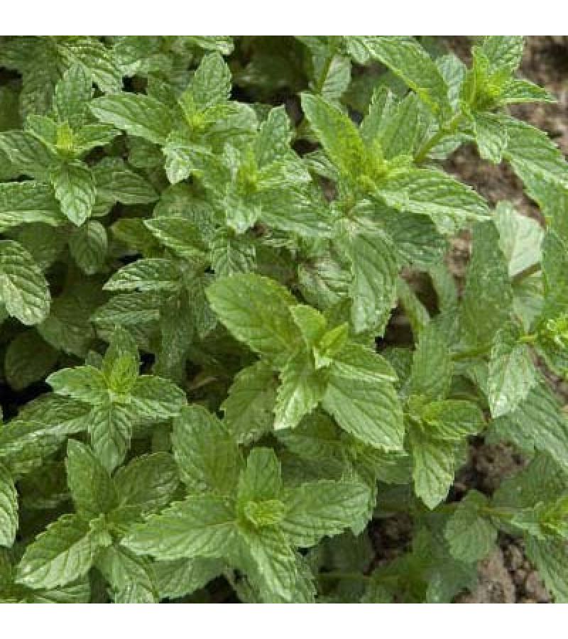 МЯТА МАРОККАНСКАЯ «Mentha spicata Morokko»