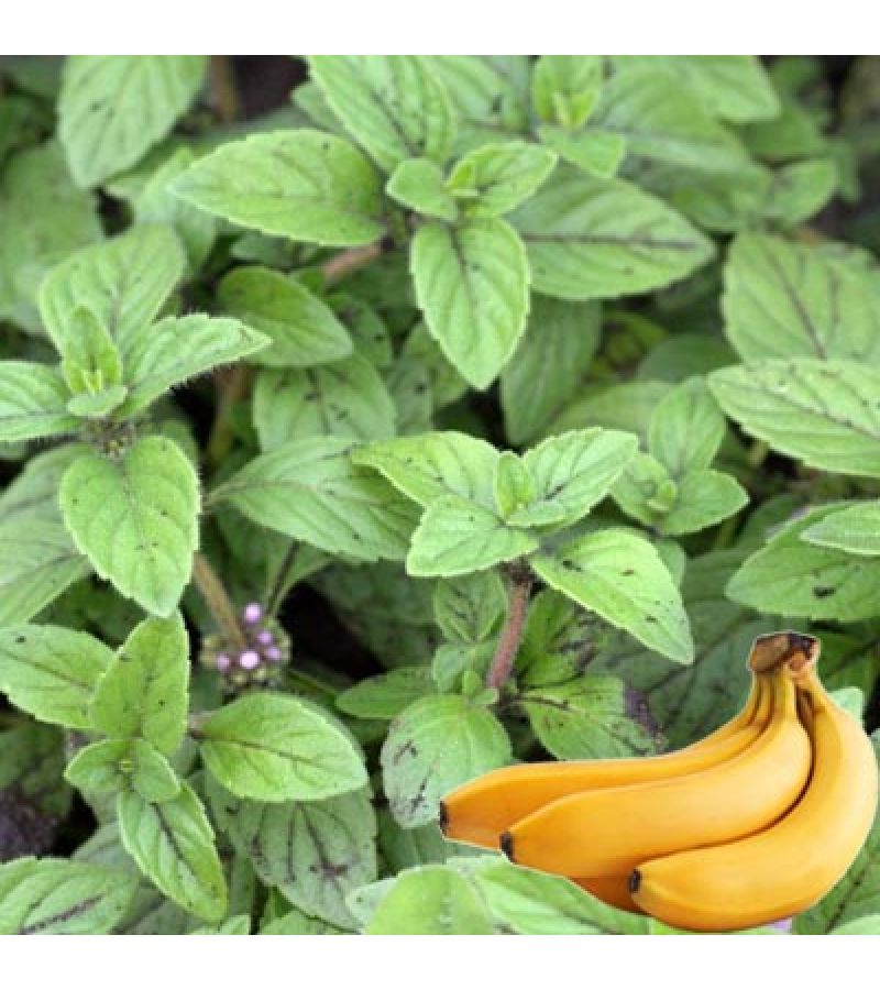 МЯТА БАНАНОВАЯ «Mentha Banana»