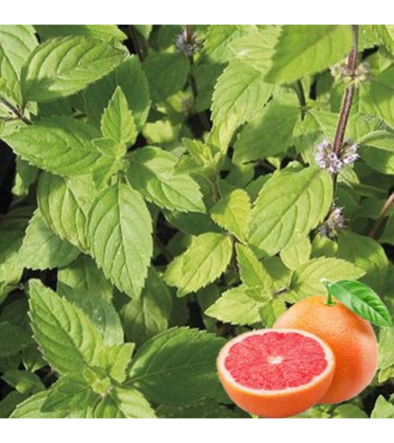 МЯТА ГРЕЙПФРУТОВАЯ «Grapefruit Mint»